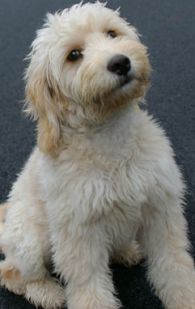 goldendoodle puppy