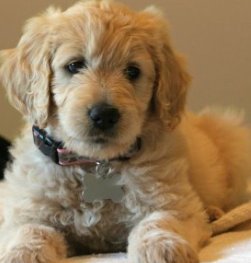 goldendoodle