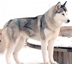 gray siberian husky