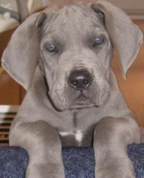 great dane dog