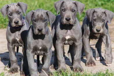 great dane puppies