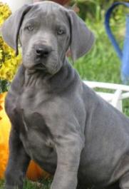 great dane puppy photo