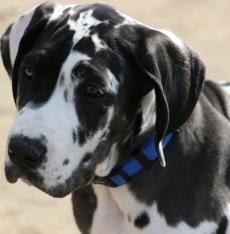 great dane puppy