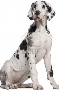 great dane