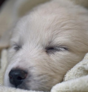 cute pyrenees puppy