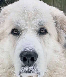 great pyrenees dog