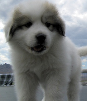 great pyrenees picture