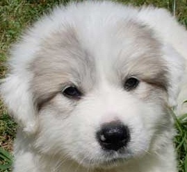 great pyrenees puppy