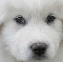 great pyrenees