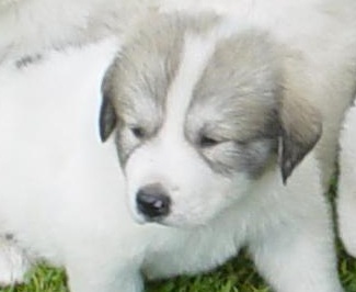 great pyrenees puppies