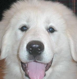 pyrenees dog