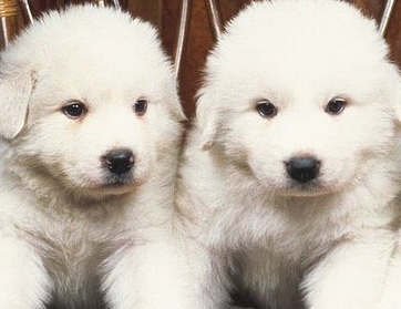 pyrenees puppies