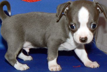 grey chihuahua puppy