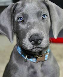 grey great dane