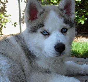 grey husky breeder