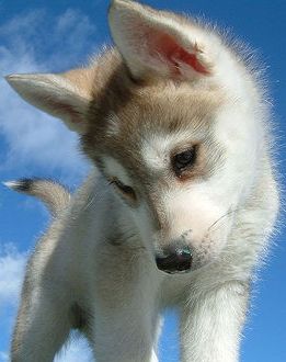 grey husky puppy