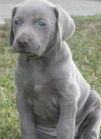 grey weimaraner puppy