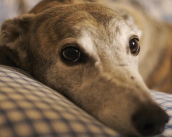 greyhound dog