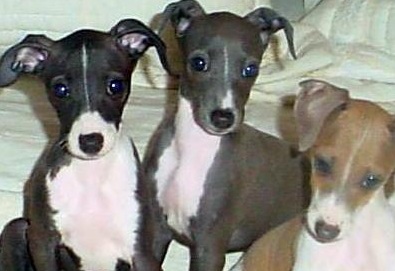 greyhound puppies