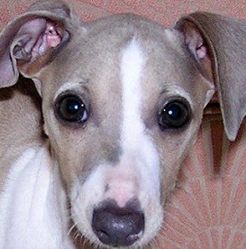 greyhound puppy picture