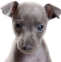 greyhound puppy