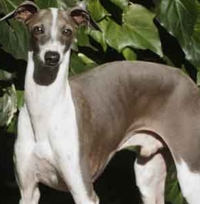 italian greyhound