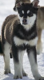 husky breeder