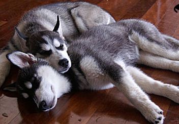 husky breeders