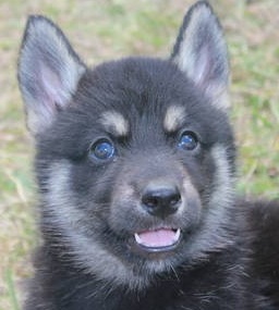 German Shepherd Husky Mix Puppy