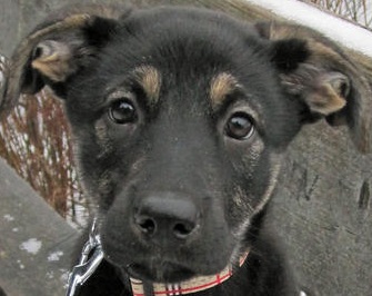 German Shepherd Husky Mix