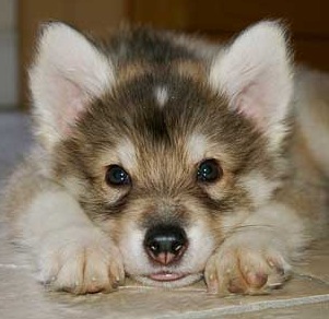 German Shepherd Husky Puppy