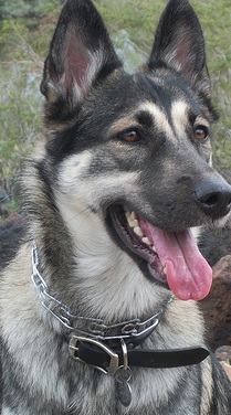 German Shepherd Husky