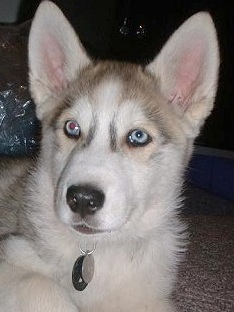 Grey German Shepherd Husky Mix