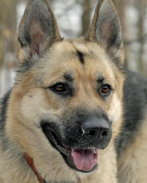 Husky German Shepherd Dog