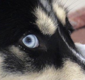 Husky German Shepherd Mix Eyes