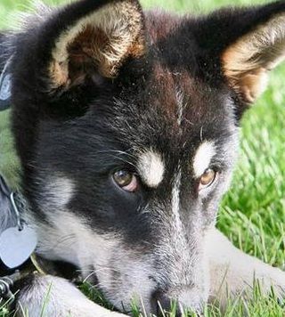 Husky German Shepherd Mix Puppy