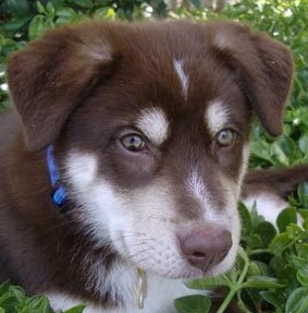 Husky German Shepherd