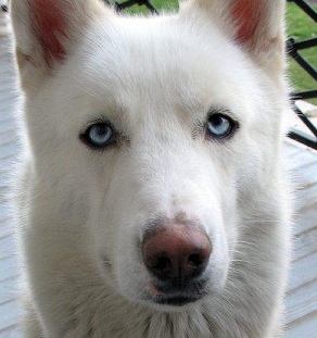 White Husky German Shepherd Mix