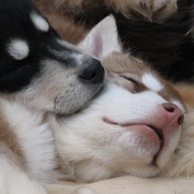 sleeping husky puppies