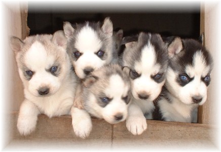 husky puppies