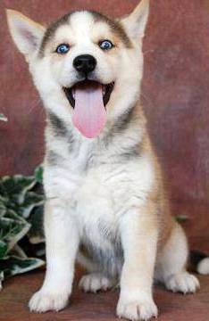 smiling husky puppy