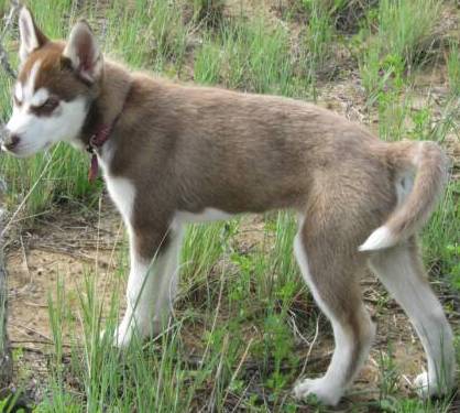 red and white husky puppy