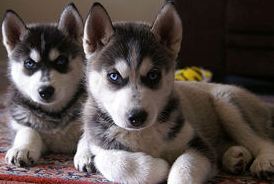 husky puppy twins
