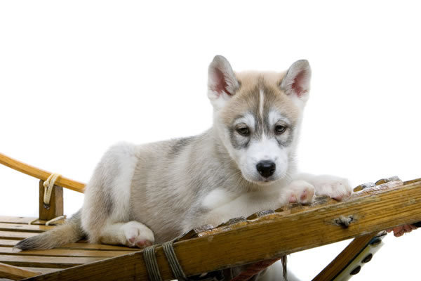 husky puppy