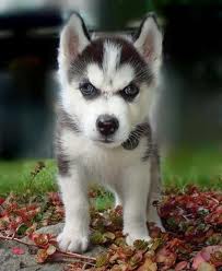 husky puppy