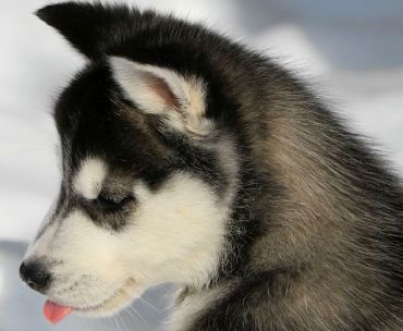 black husky