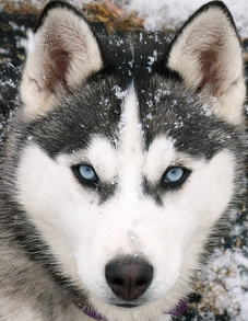 blue eye husky