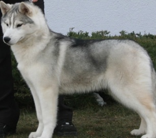 grey husky