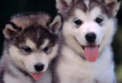 huskies