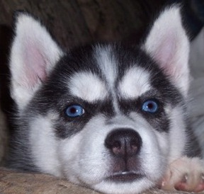 husky dog